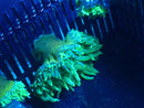 Green Bubble Tip Nems small