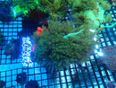 Elegance Coral medium nice colour