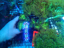 Elegance Coral medium nice colour