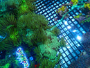 Elegance Coral medium nice colour
