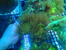 Elegance Coral medium nice colour