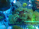 Elegance Coral medium nice colour