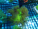 Elegance Coral medium nice colour