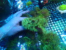 Elegance Coral medium nice colour