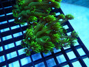 Goniopora Stokesi small