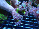 Duncanopsamia small