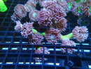 Duncanopsamia medium
