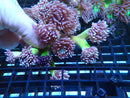 Duncanopsamia medium