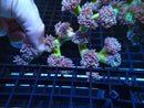 Duncanopsamia medium