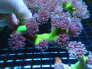 Duncanopsamia medium