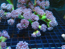 Duncanopsamia large