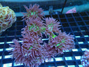 Duncanopsamia medium
