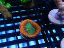 Ultra Lobophyllia tiny