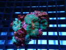 Tomato Splatter Rhodactis rock (5+pups)