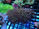 Star Polyps