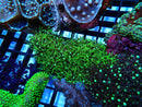 Star Polyps