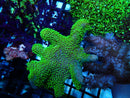 Sarcophyton sp