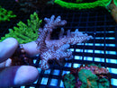 Cladiella sp