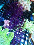 Gorgonian Purple