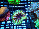 Cynarina small bright