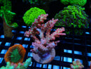 Fresh Ultra Acro Frag