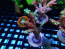 Fresh Ultra Acro Frag