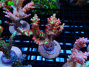 Fresh Ultra Acro Frag