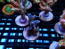 Fresh Ultra Acro Frag