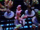 Fresh Ultra Acro Frag
