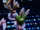 Fresh Ultra Acro Frag