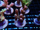 Fresh Ultra Acro Frag