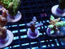 Fresh Ultra Acro Frag