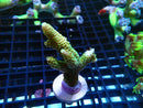 Fresh Ultra Acro Frag