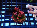 Monsoon Aquatics Ultra Acro Frag