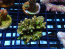 Monsoon Aquatics Ultra Acro Frag