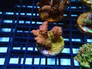 Monsoon Aquatics Ultra Acro Frag