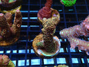 Monsoon Aquatics Ultra Acro Frag