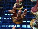Monsoon Aquatics Ultra Acro Frag