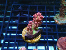 Monsoon Aquatics Ultra Acro Frag