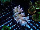 Ultra Acro small