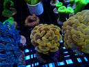 Monsoon Aquatics Ultra Hammer Frag SPECIAL