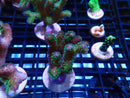 SPS Frag Special
