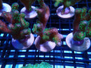SPS Frag Special
