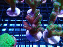SPS Frag Special