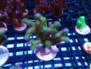 SPS Frag Special