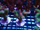 SPS Frag Special