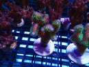 SPS Frag Special
