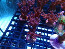 SPS Frag Special