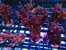 SPS Frag Special