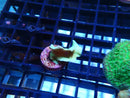 SPS Frag Special